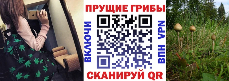 продажа наркотиков  Тутаев  Галлюциногенные грибы прущие грибы 