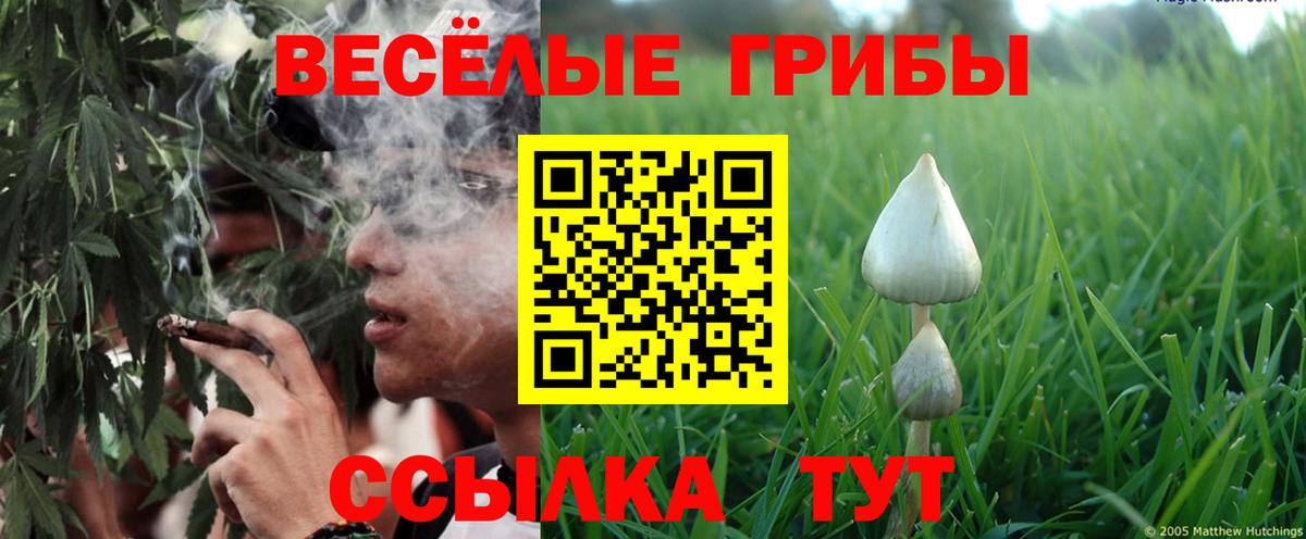 Галлюциногенные грибы Psilocybine cubensis  Вход с VPN  Тутаев 